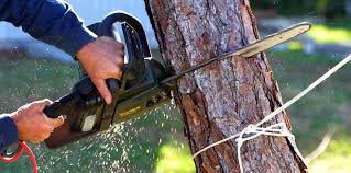 Best Tree Preservation Services  in Laurel, MD