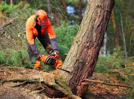 Best Lawn Disease Treatment  in Laurel, MD