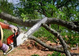 Best Tree Disease Treatment  in Laurel, MD