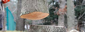Best Tree Maintenance Programs  in Laurel, MD