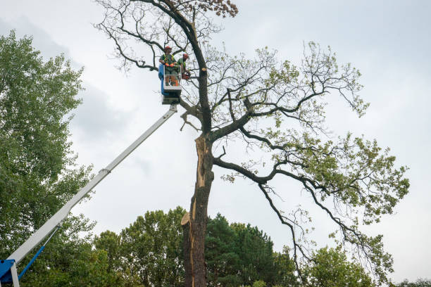 Best Firewood Processing and Delivery  in Laurel, MD