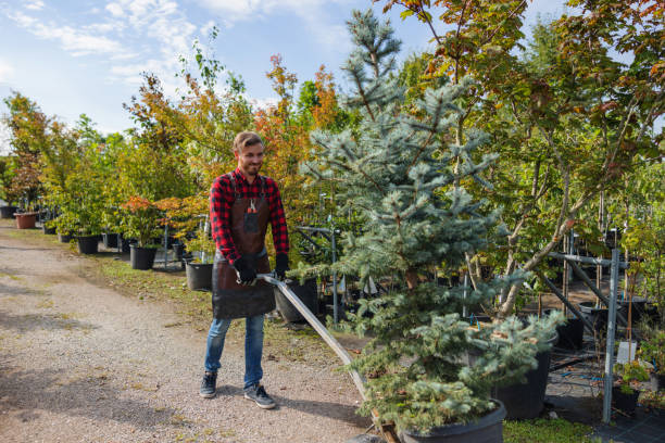 How Our Tree Care Process Works  in  Laurel, MD