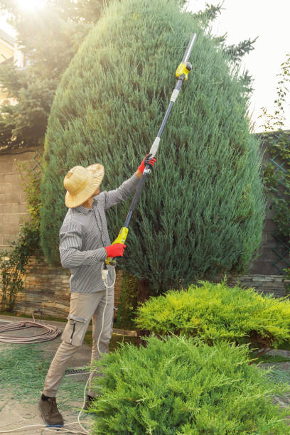 Best Tree and Shrub Care  in Laurel, MD
