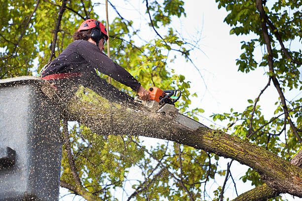 Best Lawn Grading and Leveling  in Laurel, MD