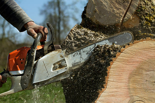 Best Tree Risk Assessment  in Laurel, MD