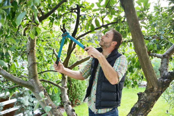 Best Tree Cabling and Bracing  in Laurel, MD